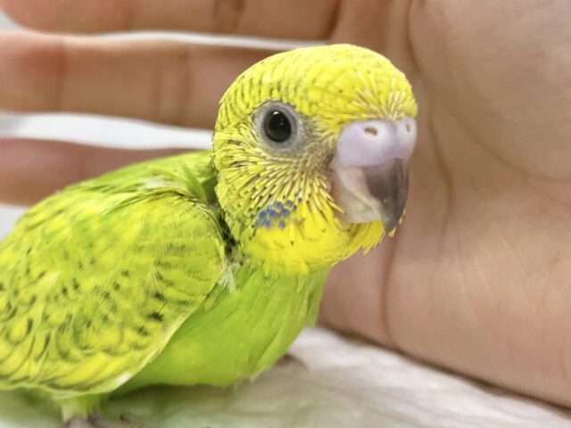 フレッシュグリーン💚　セキセイインコ（グリーンスパングル）