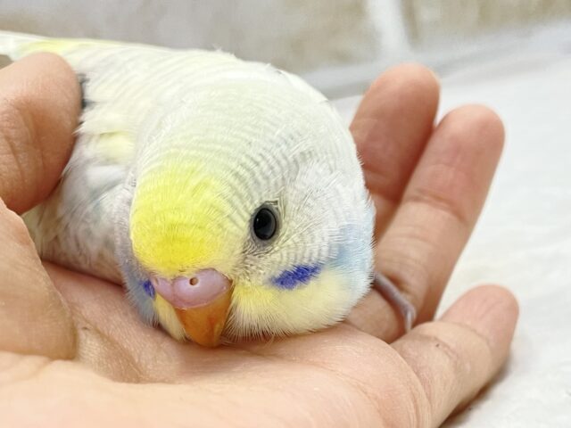 ふんわりカラー🩵💛レモンソーダ　セキセイインコ（パステルレインボースパングル）