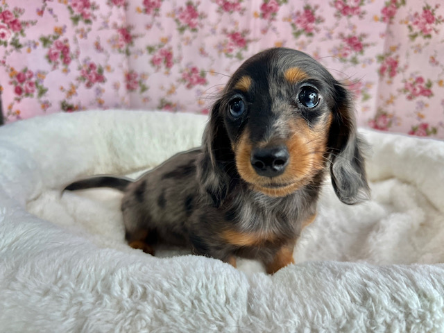 ちっこい❣️ミニチュアダックスフンド(シルバーダップル)の女のコきました✨️