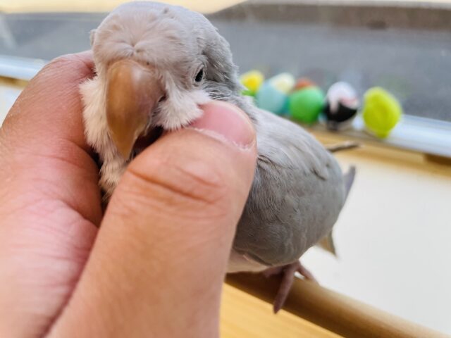 最新画像あります☆ヒナ餌卒業‼️元気いっぱいで淡いお色がキュートなコ🩷オキナインコのブルーパリッドオパーリン！！