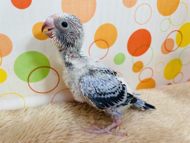 わたわたキュートなヒナさんです♪セキセイインコのオパーリン！！