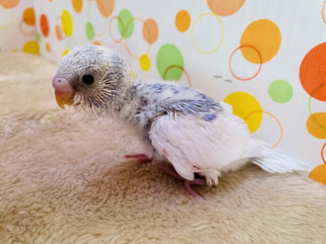 ブルーの体に白く抜ける羽が綺麗なコ✨セキセイインコのパイド！！