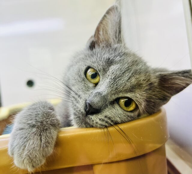 まん丸おめめのシャルトリューちゃん