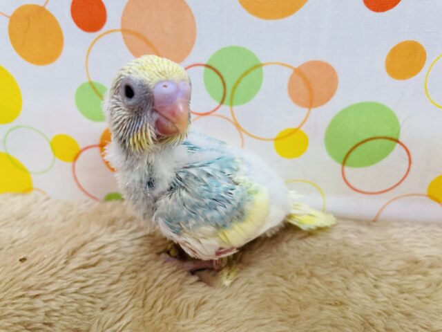 淡い色合いがとってもキュートです💕セキセイインコのパステルレインボーパイド！！