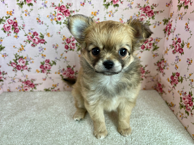 激かわᡣ𐭩尻尾ブンブン♩チワワの女のコきました✨️