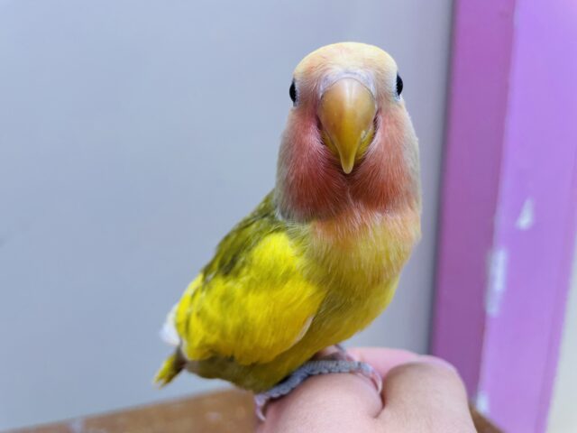 最新画像有り‼️イエローの羽がチャームポイント⭐️コザクラインコのオリーブパイド！