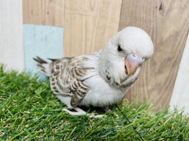 最新画像あります☆ステキなシナモンカラー🤎大きな頭が可愛い！ジャンボセキセイインコ（シナモンオパーリン）✨
