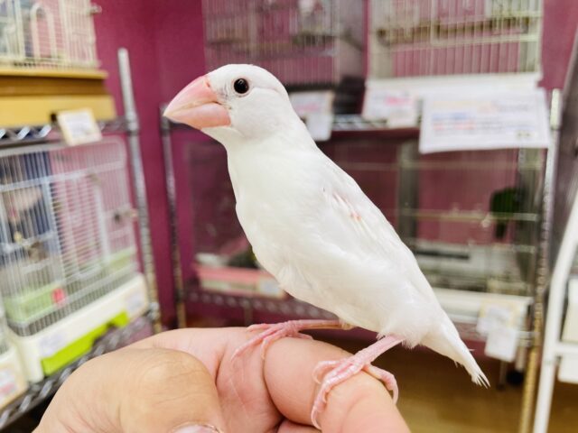 最新画像あります⭐️ヒナ餌卒業‼️ぱっちりおめめの白文鳥✨定番人気カラーです❗️
