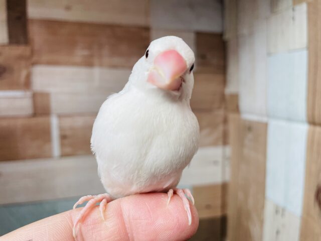 最新画像あります‼️ムッとした表情がまたいいですよね😊人気カラーの白文鳥❗️