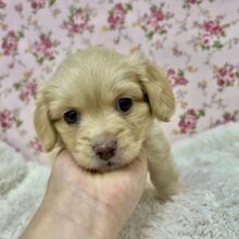 MIX犬だよぉ〜🐾ダックス✖️ペキニーズのmix犬の女のコきました✨️