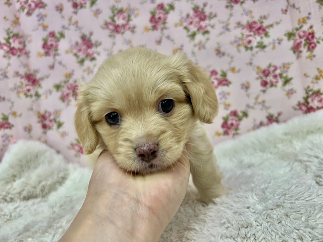 MIX犬だよぉ〜🐾ダックス✖️ペキニーズのmix犬の女のコきました✨️