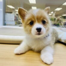 可愛すぎてどうしよう🥰コーギーくん！