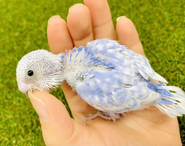 今日の天気　予報はブルー🫐　セキセイインコ　スパングル