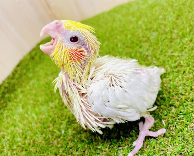 おひさまとおいかけっこで時間はすぐに過ぎちゃうね☀️☀️☀️  オカメインコ　ルチノー