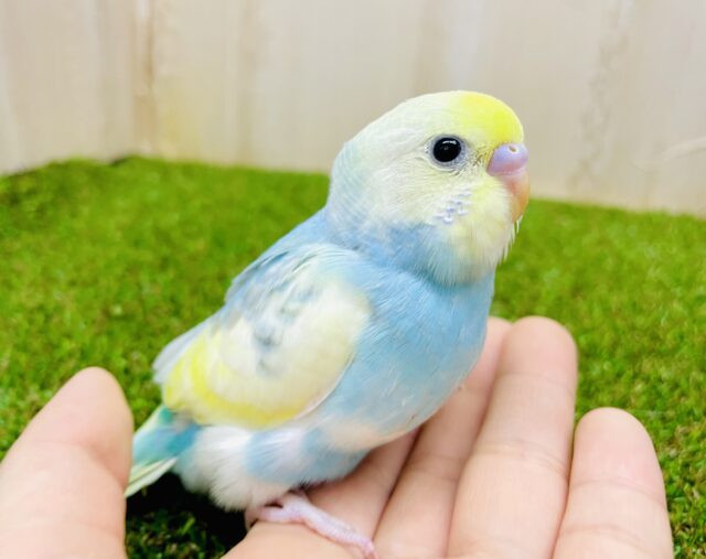 見逃さないでね⭐️引き込まれる水色の胸元🩵🩵🩵　セキセイインコ　レインボーパイド