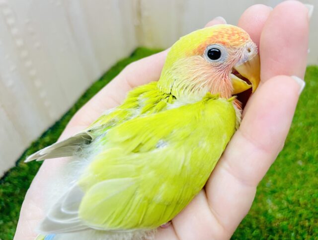 ほてり。ほてり。お顔の赤いシナモンコザたん❤️ コザクラインコ　シナモン系