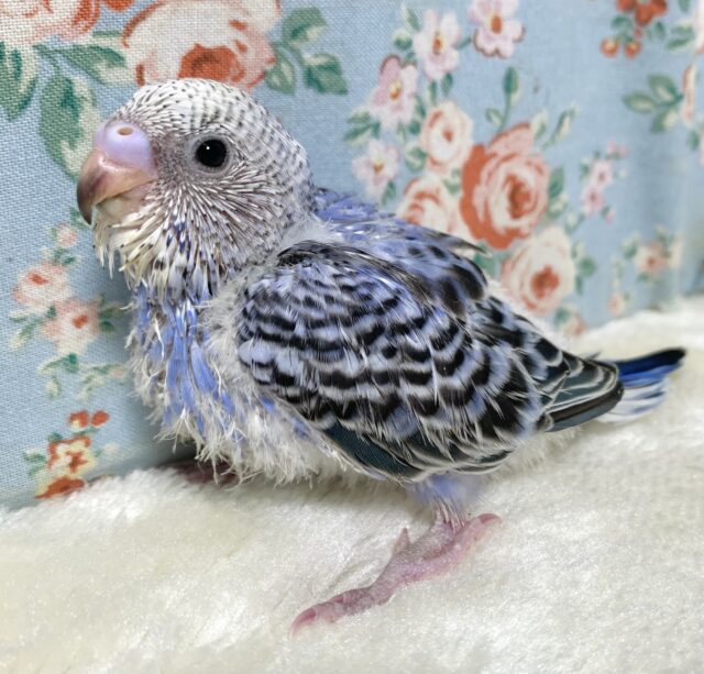セキセイインコ バイオレットオパーリン 💜💐｡・:＋°