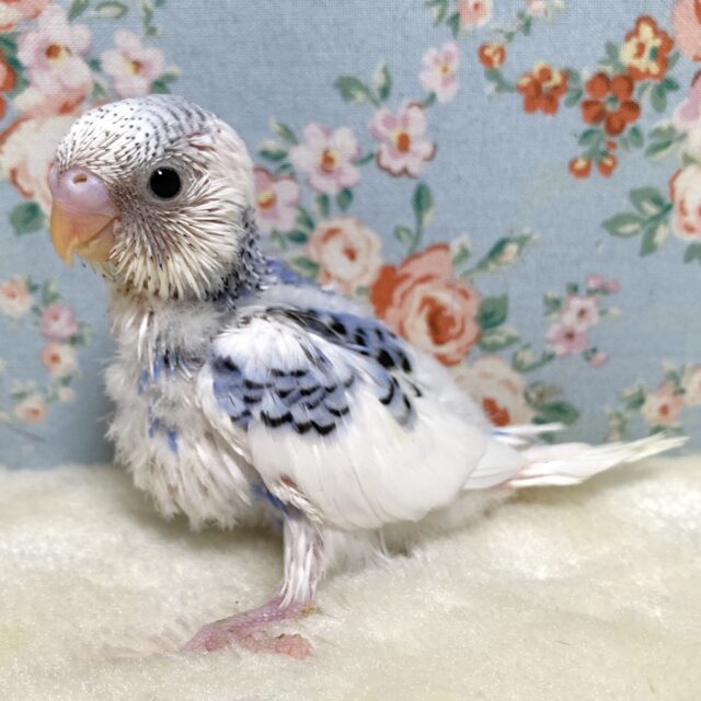 セキセイインコ  バイオレットパイド  💟٭•。❁