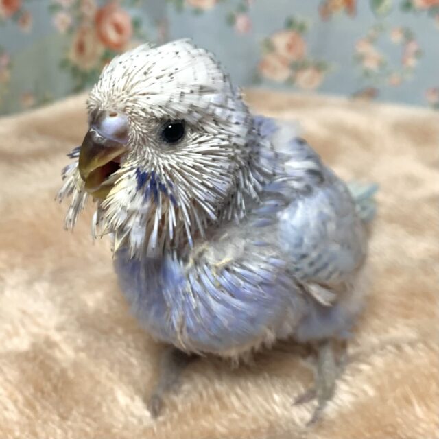 ジャンボセキセイインコ ブルーバイオレット)スパングル 🦋∗*ﾟ