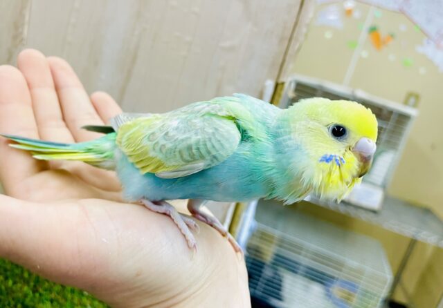 最新画像になりすよ🌟入道雲みたいにもわもわり☁️💚　セキセイインコ　パステルカラーレインボー