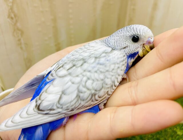 🩵☁️伝統あるブルーインコ部の作成☁️🩵　セキセイインコ　スパングル
