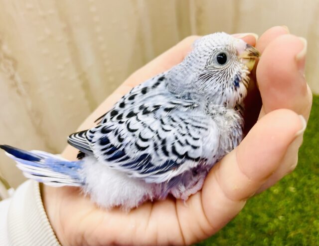 🩵☁️栄光あるブルーインコ部の目論見☁️🩵　セキセイインコ　オパーリン