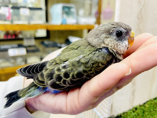 🥸「吾輩は秋草インコである。」🦜　アキクサインコ　ノーマル