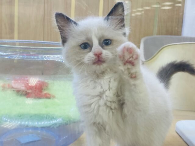 かまって欲しい時の合言葉はミャア〜.•♬ラグドールちゃん！