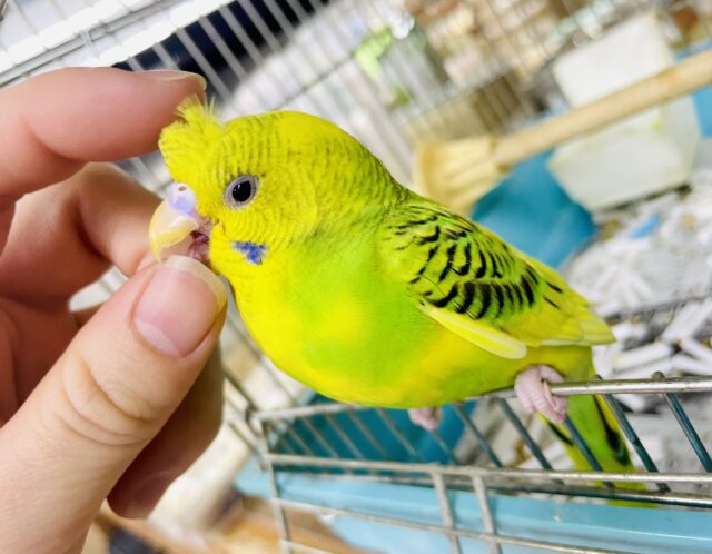 1人餌✨触れ合い⭕️最新画像になりますよ🌟ストライプのようにポルカ•ドット　セキセイインコ　パイド