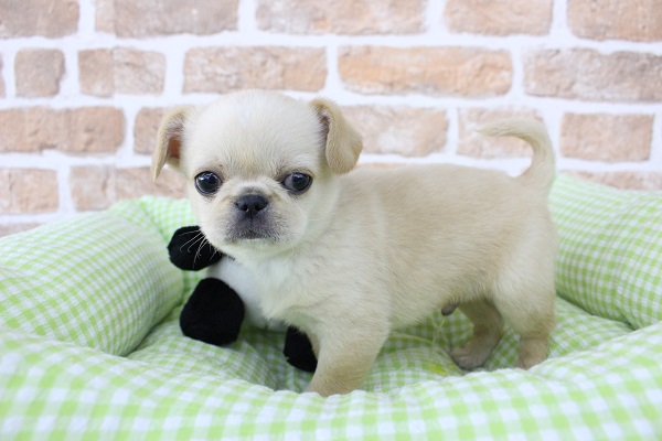 ぺちゃっとしててもいいですか？☆MIX（チワワ×ペキニーズ）・男の子！