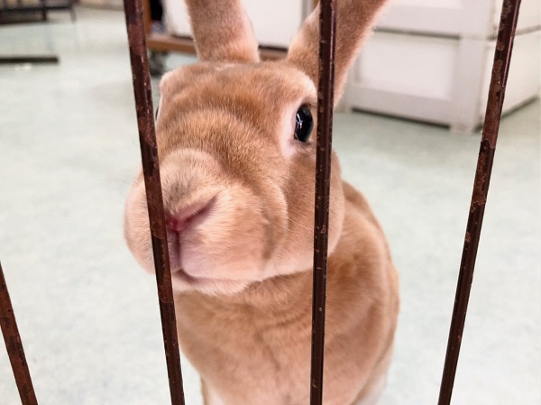 ミニレッキス（オレンジ）　必殺の構ってアピール！甘えんぼな女の子です♪