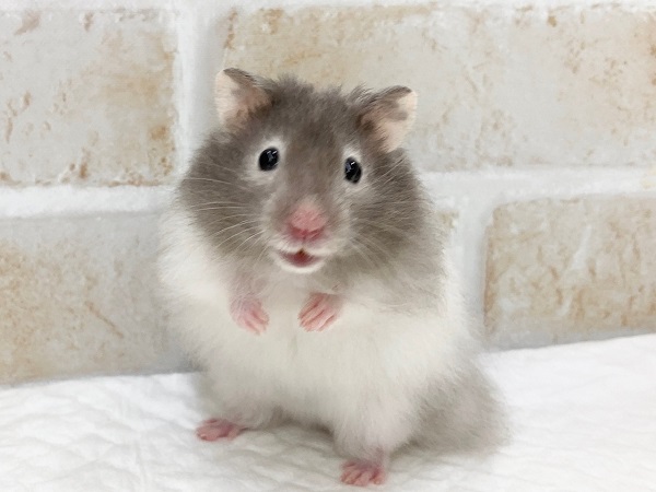 セーブルハムスター（セーブルバンデット）　将来はゴージャス！？　長毛タイプの子が来ました！