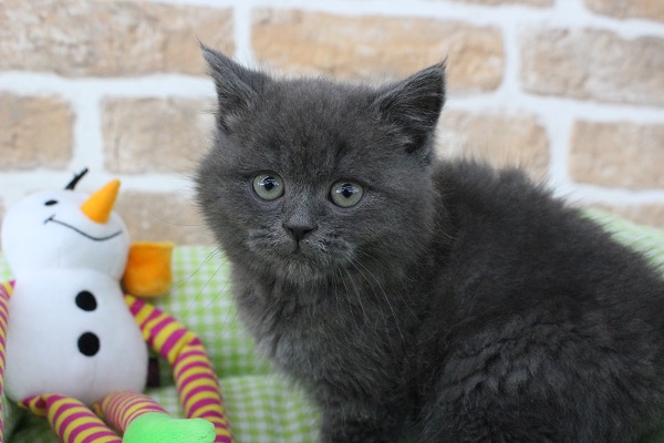 冬もあったかぼっふぼふ☆マンチカン・男の子！