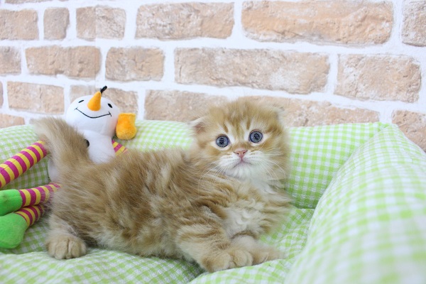 完全無欠のレッドタビー☆マンチカン・男の子！