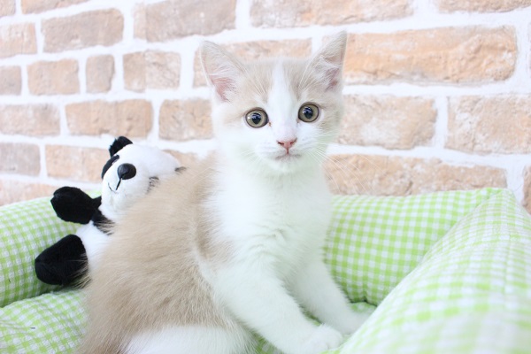 クリーム＆ホワイトこれすなわち幸せ色🕊‎🍀～☆マンチカン・男の子！