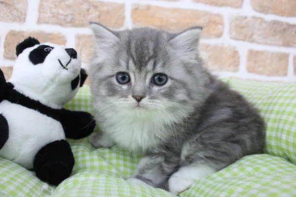 目👀が合ったら・・・それはもう運命💍☆ミヌエット・男の子！