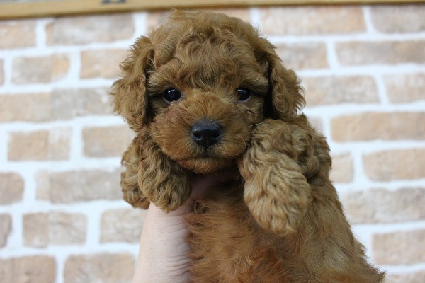 アンバランス？！からあげベイビー☆トイプードル・男の子！