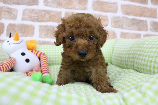 ミニミニからあげボーイ☆トイプードル・男の子！