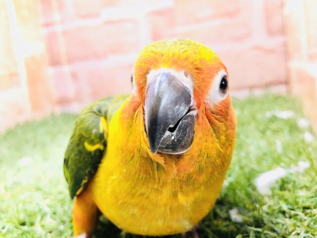 【最新画像更新☆☆】将来は太陽のように輝くカラーに？？　コガネメキシコインコ