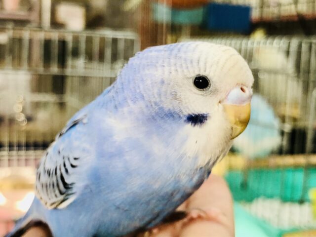 【最新画像更新☆☆】このカラーがセキセイですね～　セキセイインコ　