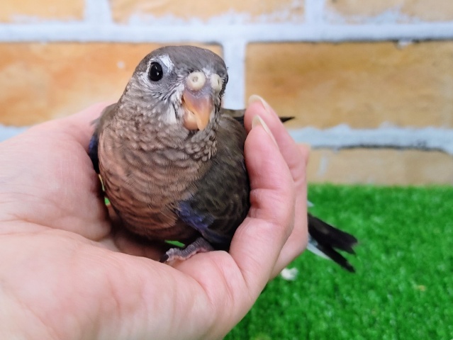 かなり久々✨アキクサインコ(ノーマル)入荷しました❤