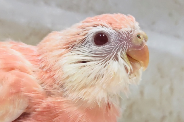 キレイなピンクが魅力～🩷 アキクサインコ(ルビノー)