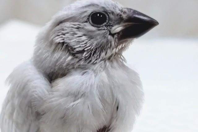 見て！この輝くシルバー🌟 シルバー文鳥🐣