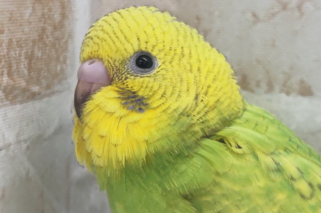 黄色お顔がよく目立つ～🍋🍀 セキセイインコ(グリーンスパングル)