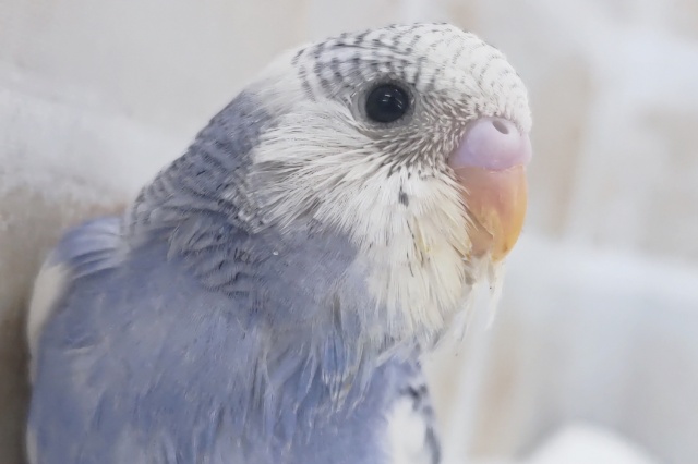 この色合いにぞっこん～💙 セキセイインコ(ブルーパイド)