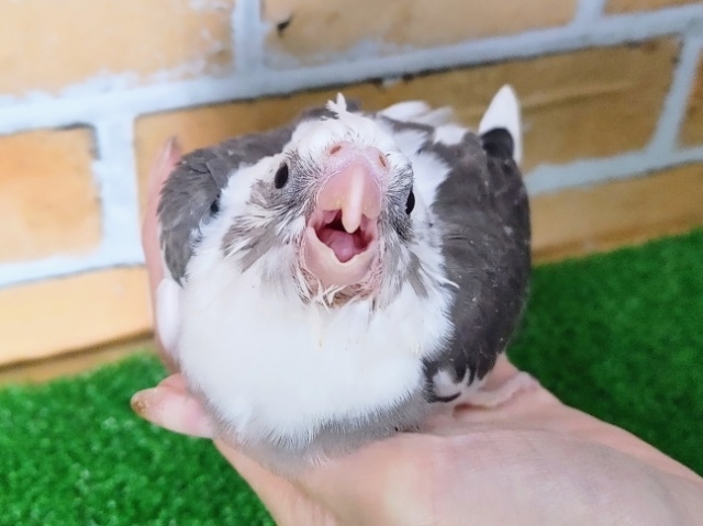 人気❤オカメインコ(ホワイトフェイスパイド)のヒナ入荷しました❤