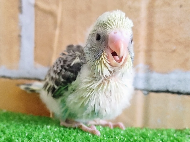久しぶり❤セキセイインコのヒナ(4色ハルクイン)入荷しました❤
