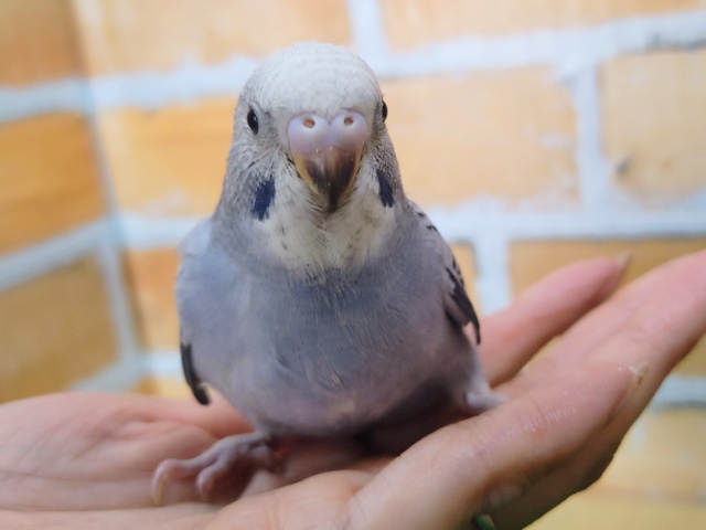 カッコイイよ💙セキセイインコのヒナ(グレーオパーリン)入荷しました❤