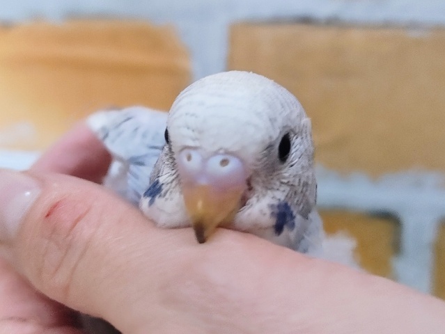 止まらないキュン❤セキセイインコのヒナ(グレースパングル)入荷しました❤