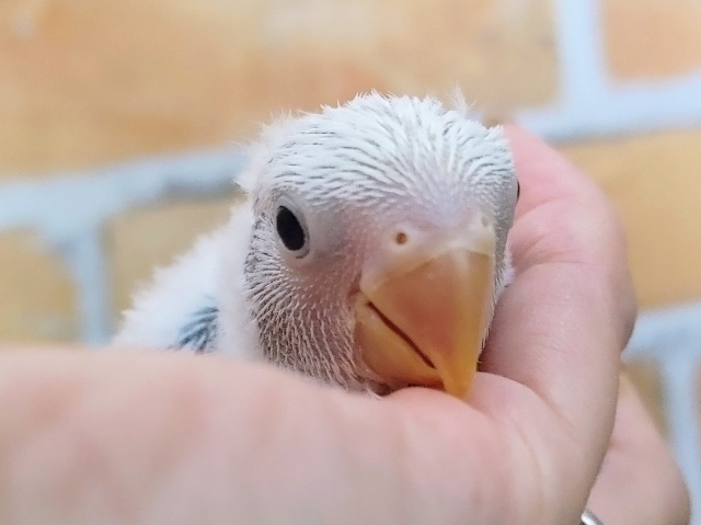わたあめ☁コザクラインコのヒナ(ブルーオパーリン)入荷しました❤